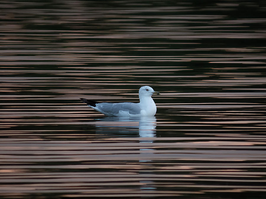 White Gull On Black Water Photograph