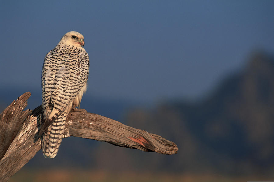 White Gyrfalcon on branch Photograph by Comstock Images