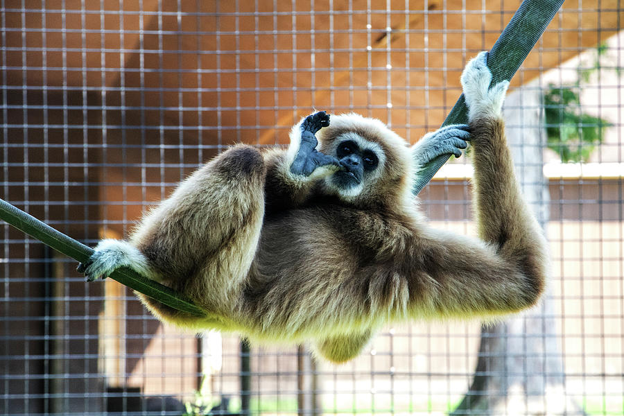 Richmond Photograph - White Handed Gibbon by Jean Haynes