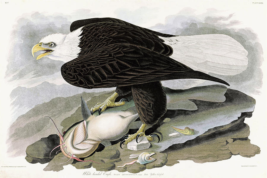 John James Audubon Painting - White-headed Eagle - Digital Remastered Edition by John James Audubon