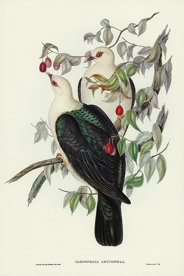 John Gould Drawing - White-headed Fruit Pigeon, Carpophaga leucomela by John Gould