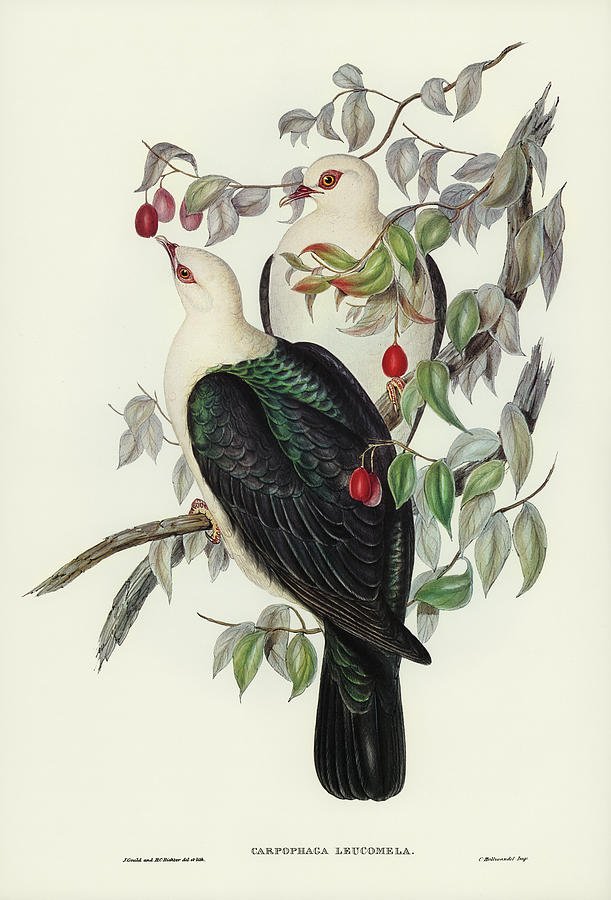 White-headed Fruit Pigeon Mixed Media by World Art Collective