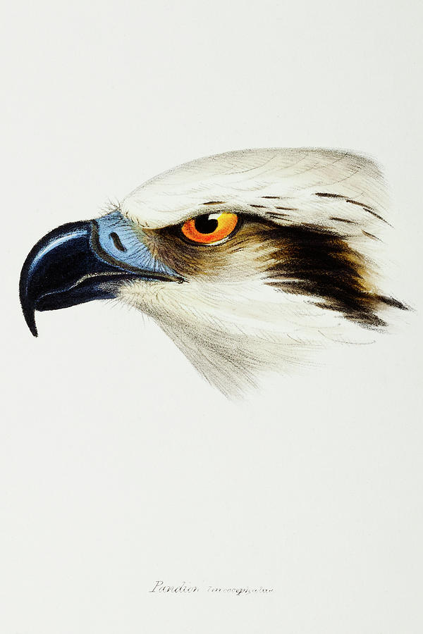 John Gould Drawing - White-headed Osprey, Pandion leucocephalus by John Gould