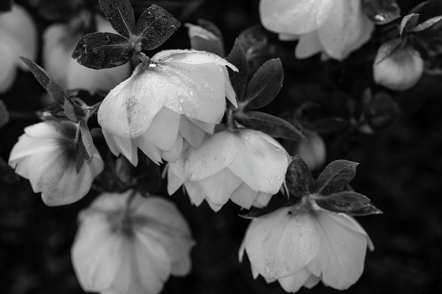 White hellebores in monochrome Photograph by Aashish Vaidya