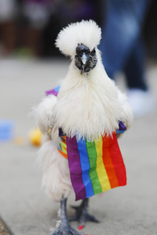 White hen on Gay Pride Parade, New York, June 2017 Photograph by Marcutti