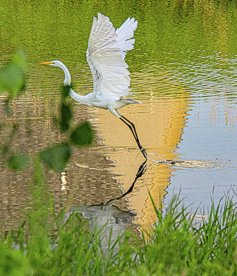 White Egret 1 Photograph