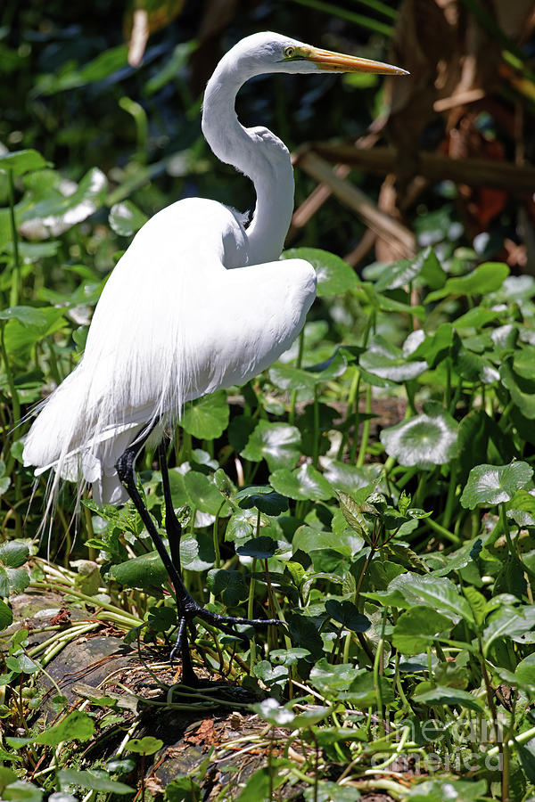 White Heron in Florida Photograph by Natural Focal Point Photography