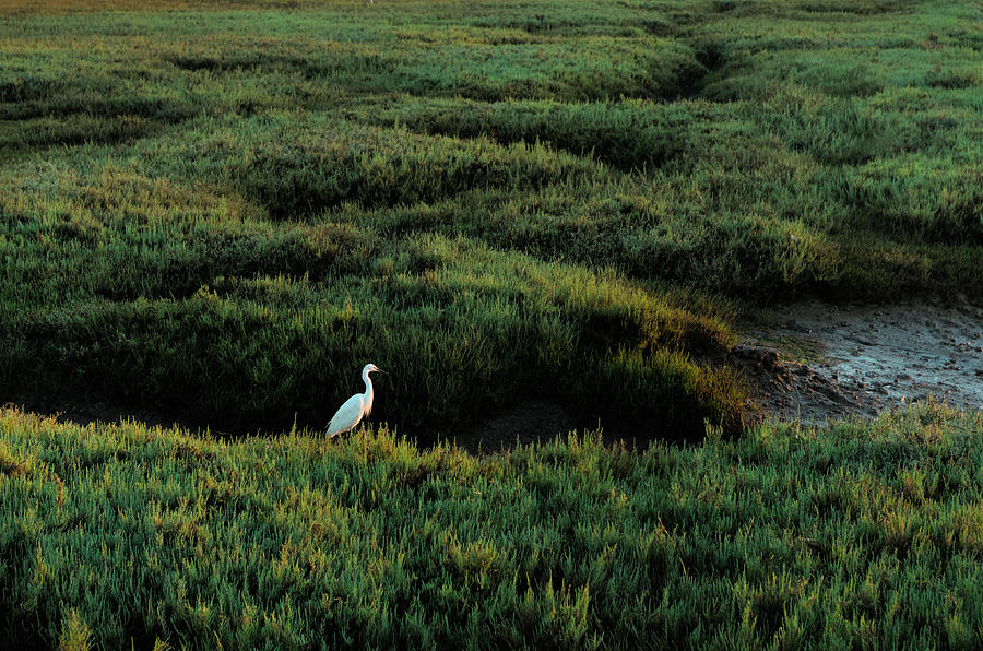 White Heron in Low Tide Ria Formosa Photograph by Angelo DeVal
