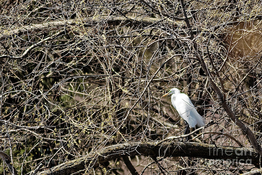 White Heron in the Trees Photograph by Natural Focal Point Photography