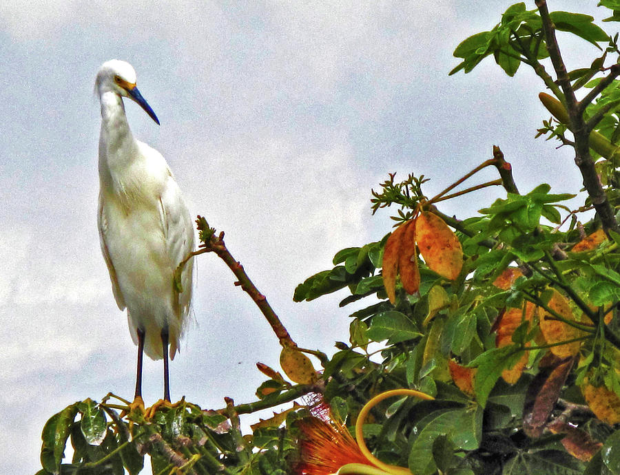 White Heron in the Treetop Lake Catemaco Veracruz Mexico Mixed Media by Lorena Cassady