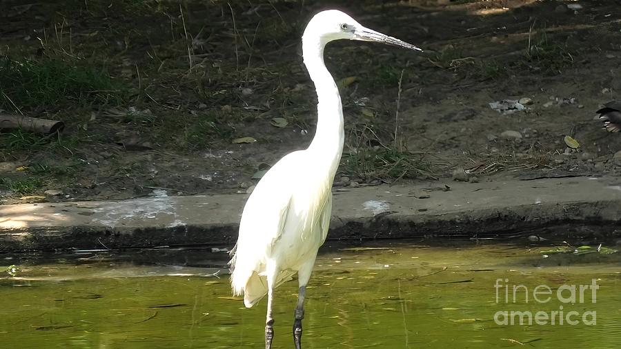 White Heron Little Egret In A Lake Photograph by Benny Marty