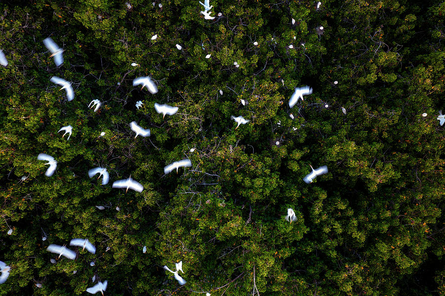 White Herring Birds Photograph by Christopher Johnson