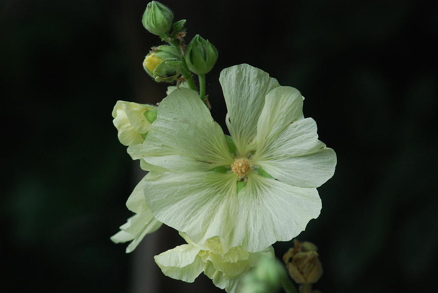 White Hibiscus And Buds Photograph