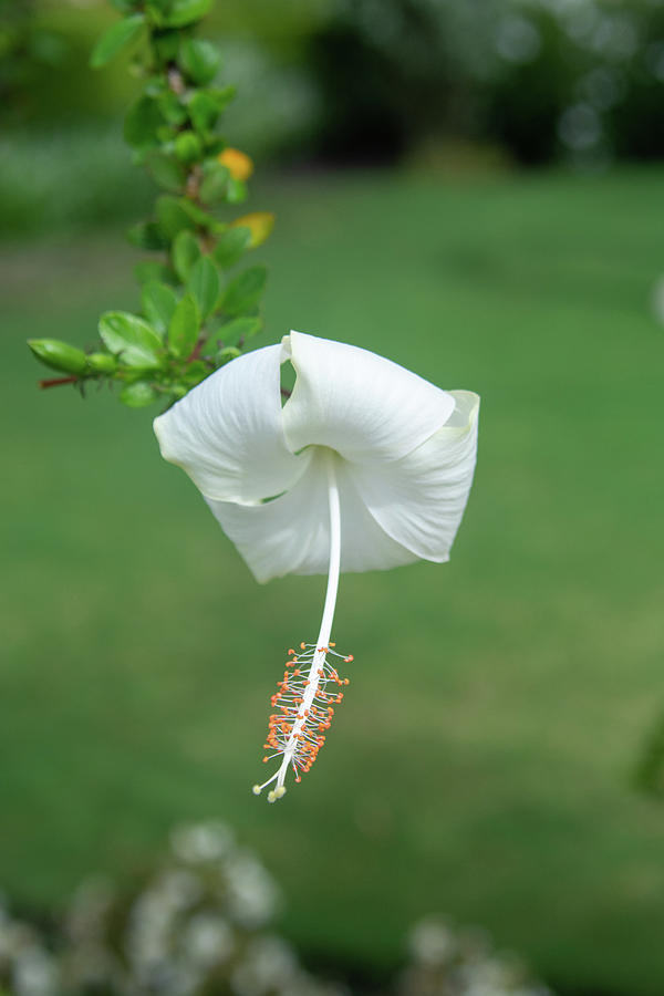 White Hibiscus Bloom  Photograph by Pamela Williams