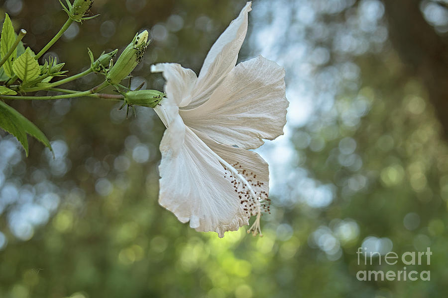 White Hibiscus Photograph by Elaine Teague