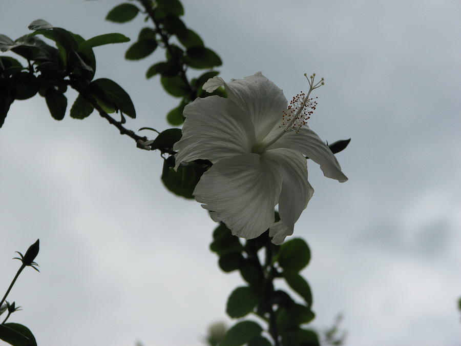 White Hibiscus Flower Photograph by Ian Sands