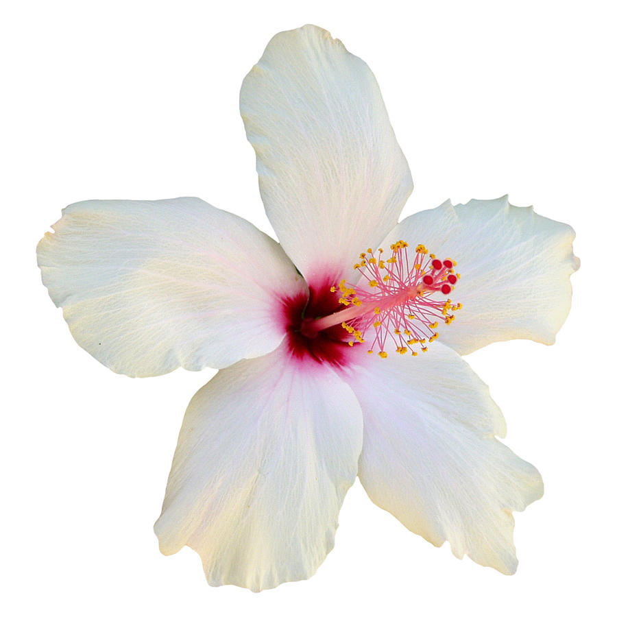 White hibiscus flower in close-up on plain background Photograph by PhotographerOlympus