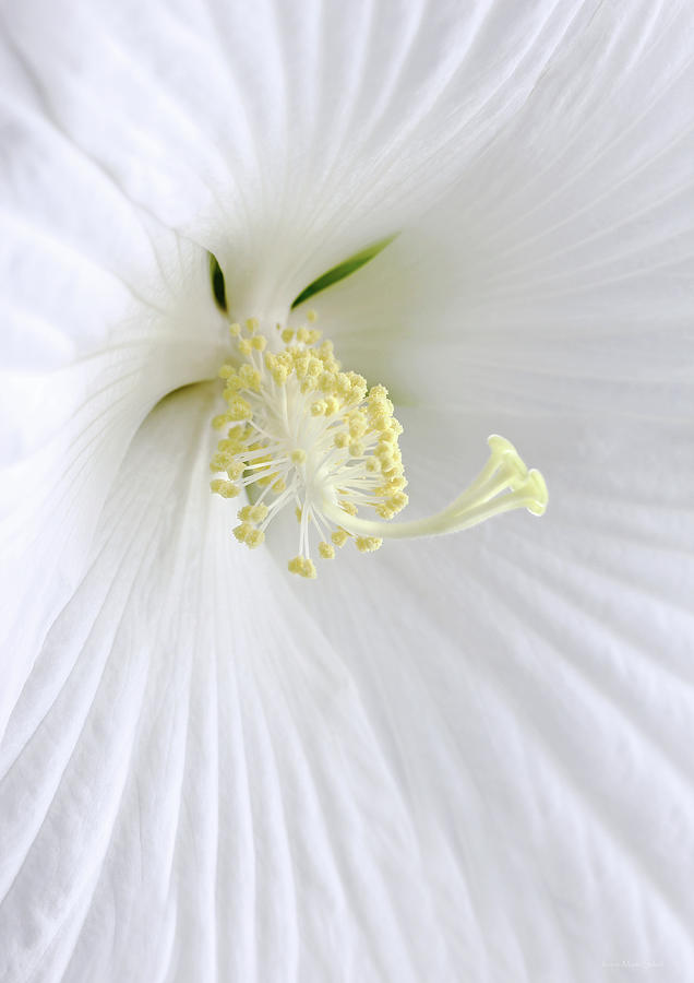 Flowers Still Life Photograph - White Hibiscus Flower Marco by Jennie Marie Schell