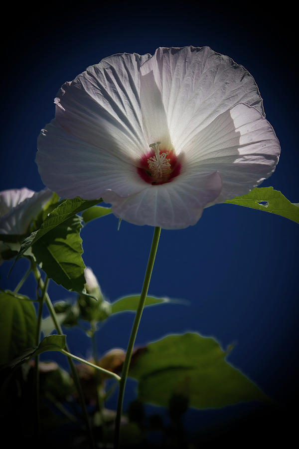 White Hibiscus in the Sky Photograph by Jeff Folger