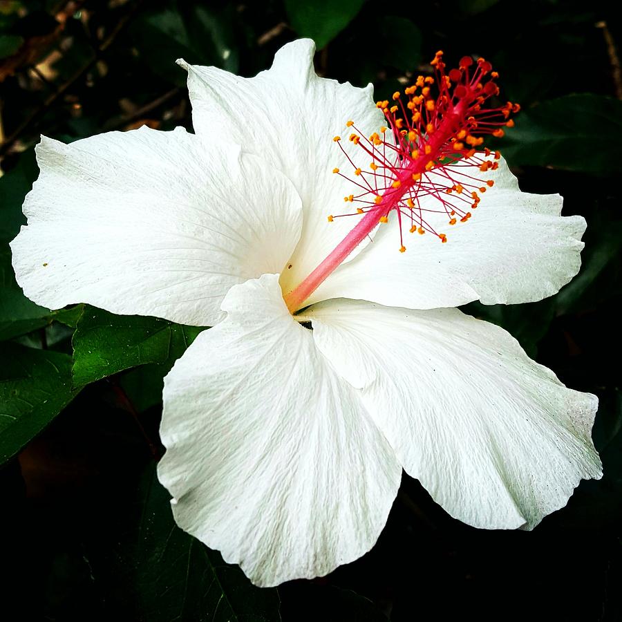 White Hibiscus Photograph by Jill Logan - Fine Art America