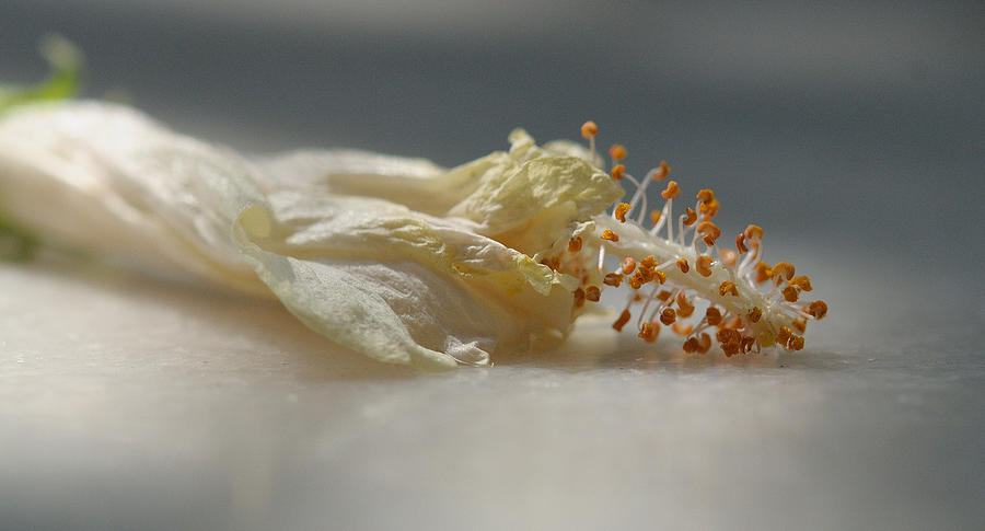 Nature Photograph - White hibiscus by Prerna Jain