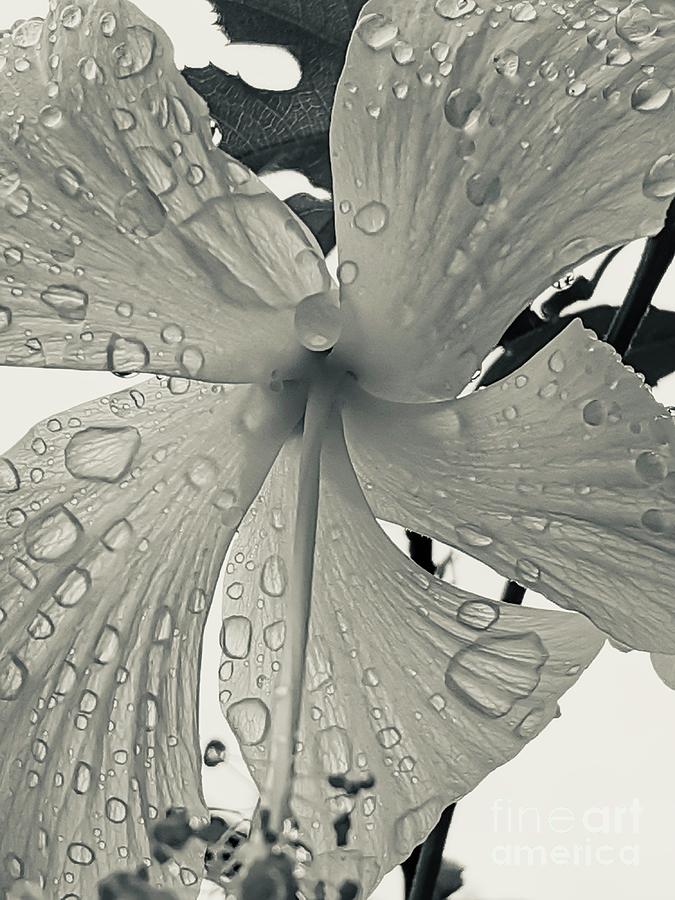 White hibiscus under the rain  Photograph by Natalia Wallwork