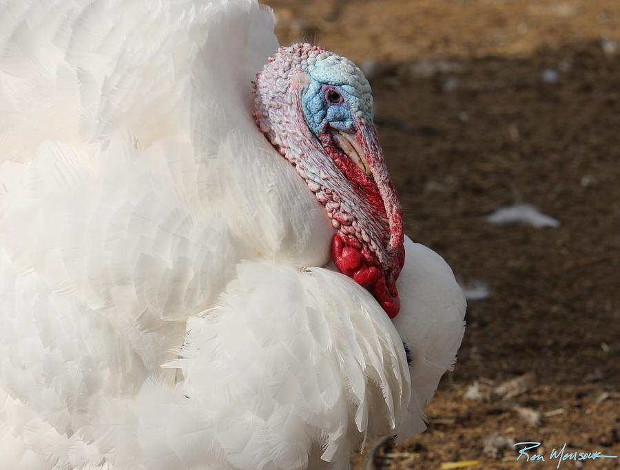 White Holiday Turkey Photograph by Ron Monsour