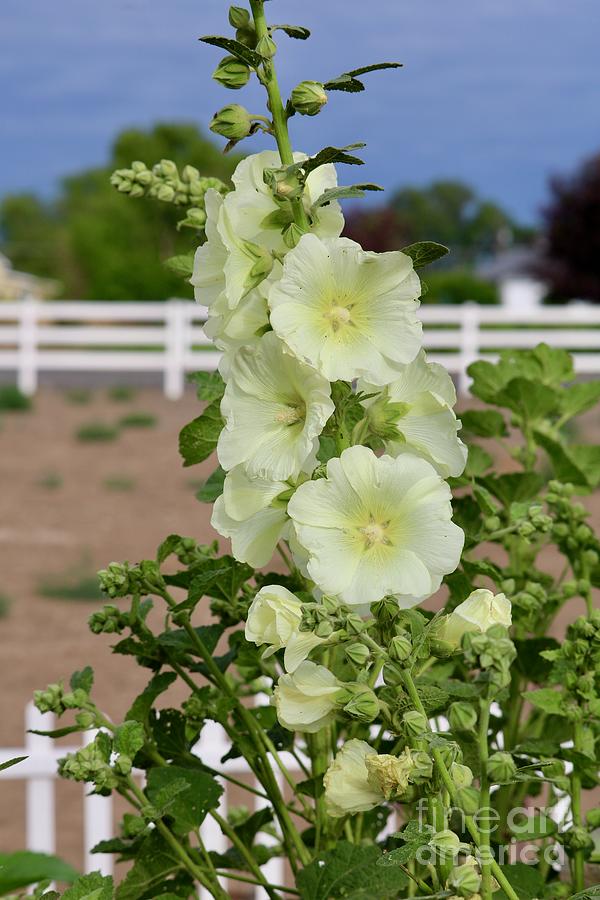 White Hollyhocks over White Fence Photograph by Carol Groenen