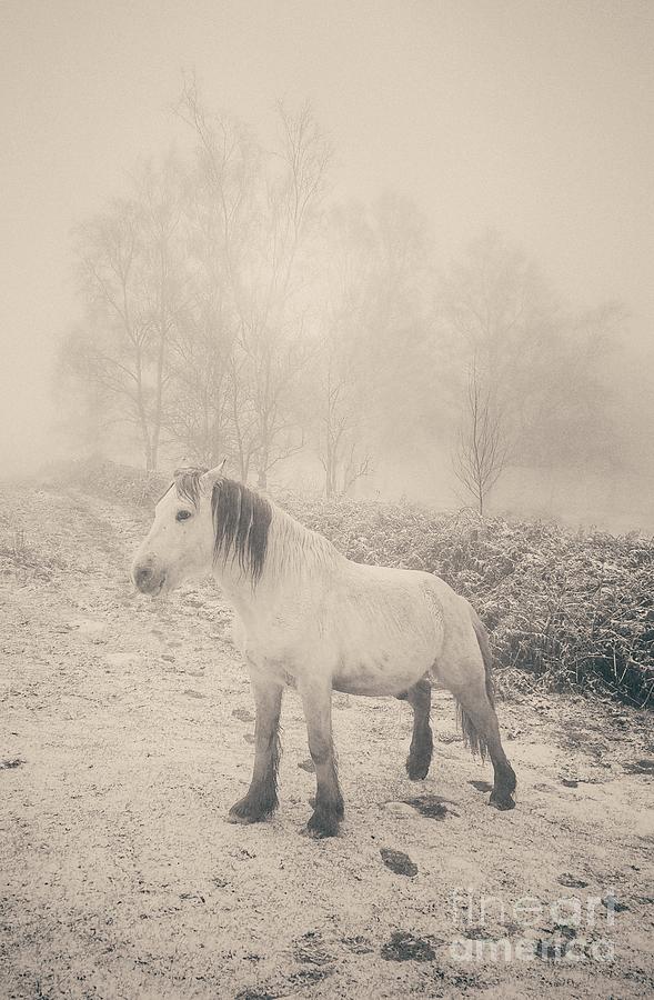 White horse Photograph by Ang El