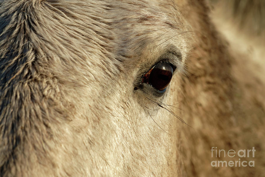 White horse eye Photograph by Delphimages Photo Creations