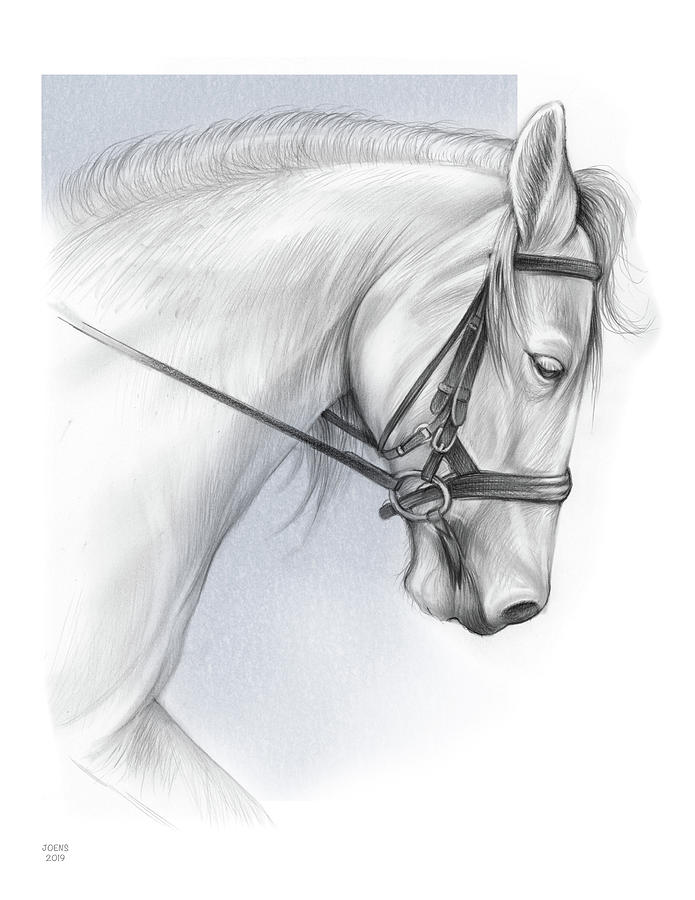 Animal Drawing - White Horse by Greg Joens