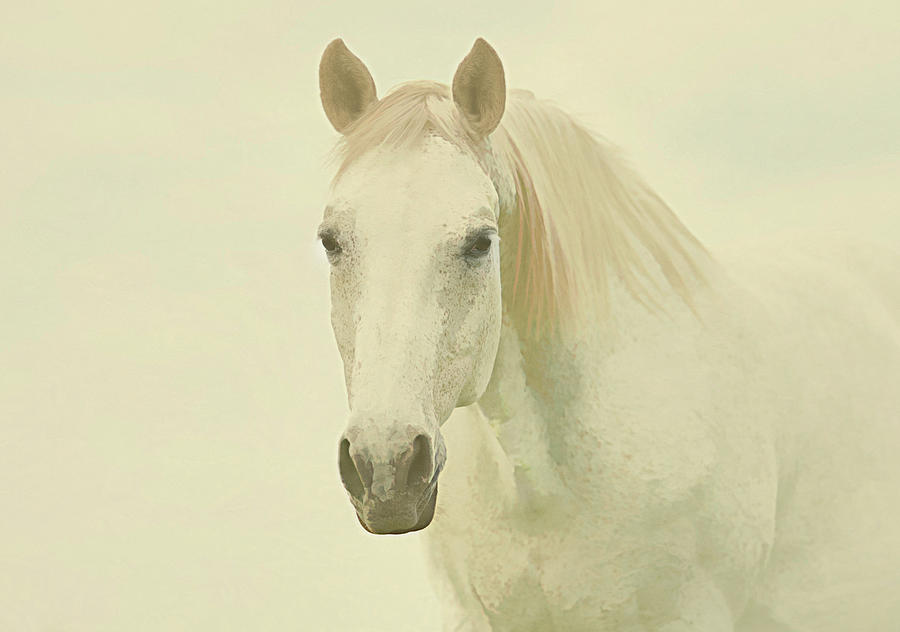 White Horse Head - ivory Digital Art by Steve Ladner