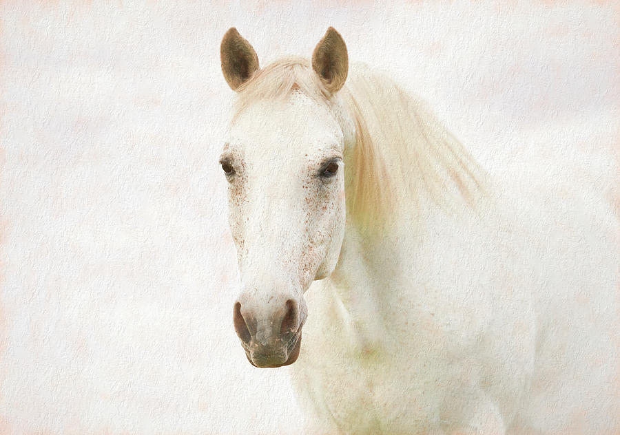 White Horse Head - creamy Digital Art by Steve Ladner
