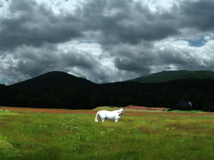 White Horse in a Glorious Dream Photograph by Wayne King