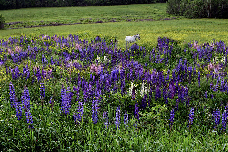White Horse in a Lupine Field Photograph by Wayne King