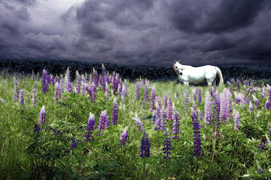 White Horse in a Lupine Storm Photograph by Wayne King