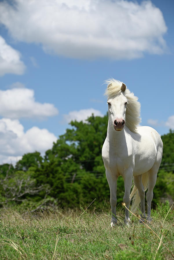 White Horse in a Suburban Field Photograph by Katherine Nutt