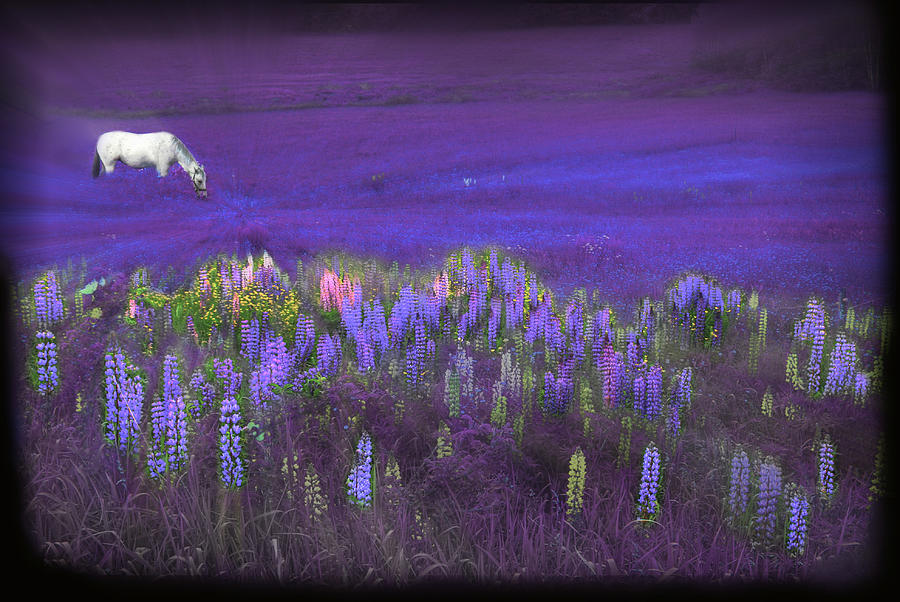 White Horse in a Violet Dream Photograph by Wayne King