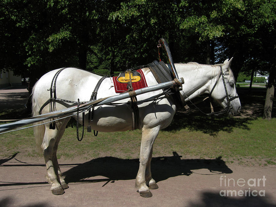White horse in carriage Photograph by Irina Afonskaya