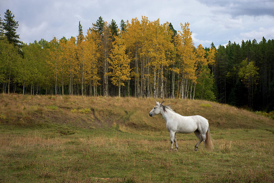 White Horse in our Midst Photograph by Angelito De Jesus