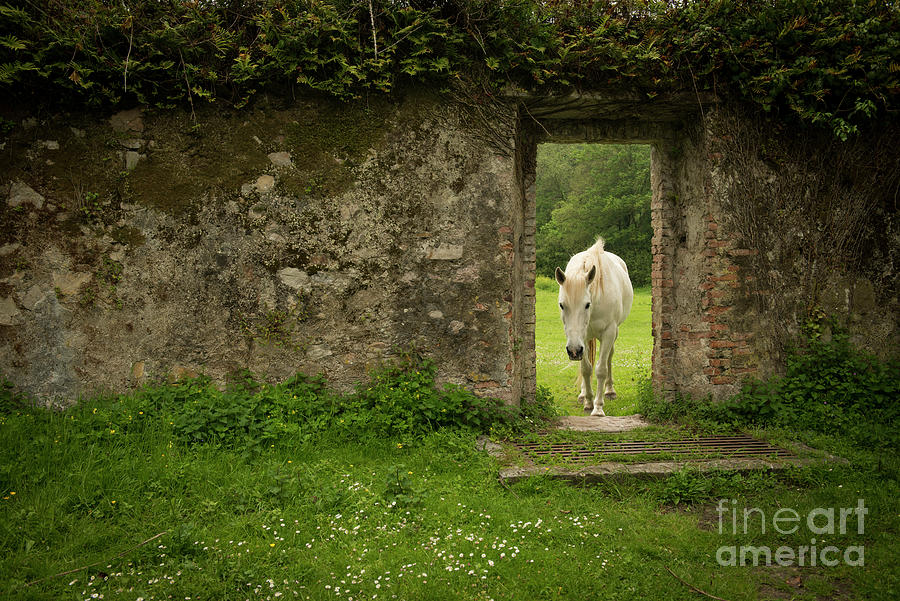 Horse Photograph - White Horse in Stone Doorway by Jennylynn Fields