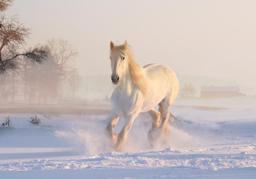 White Horse In The Snow Photograph