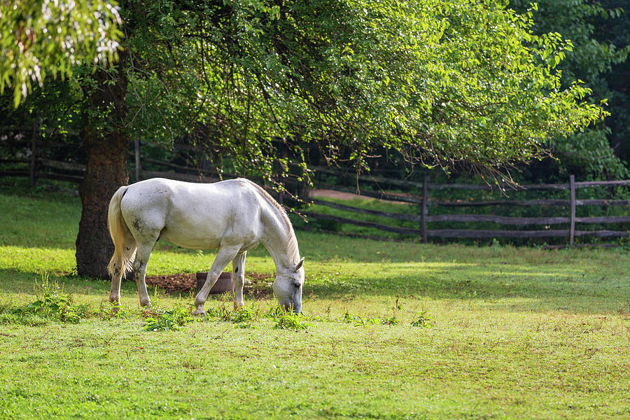 White Horse In The Summer Photograph