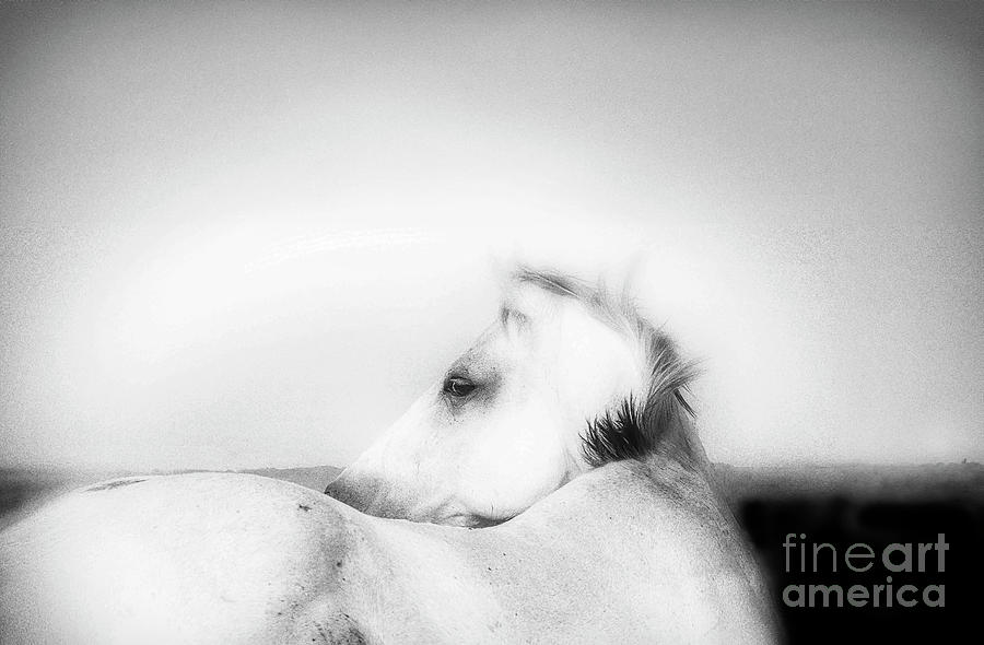 Black And White Photograph - White Horse Looking Back by Natural Abstract