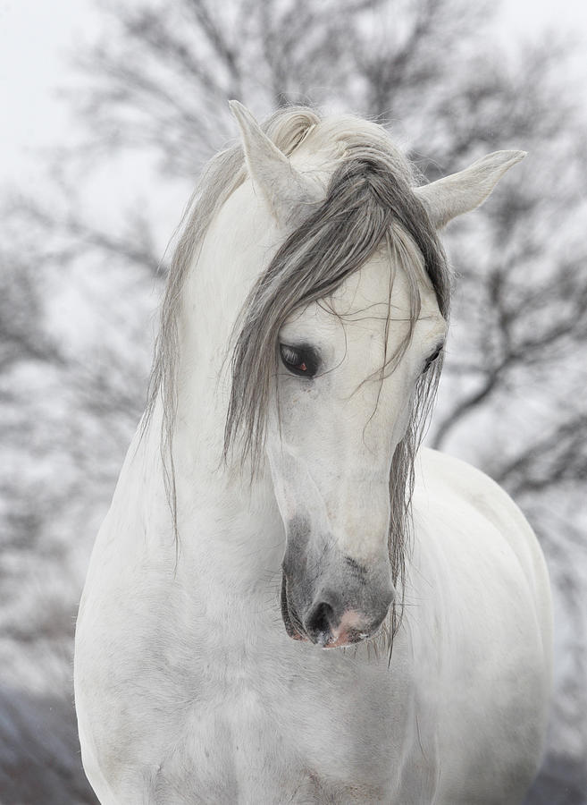 White horse looking sad on a winters day Photograph by Somogyvari
