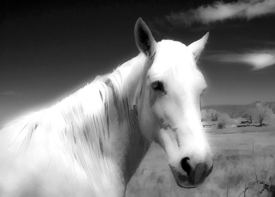 White horse Photograph by Lou  Novick