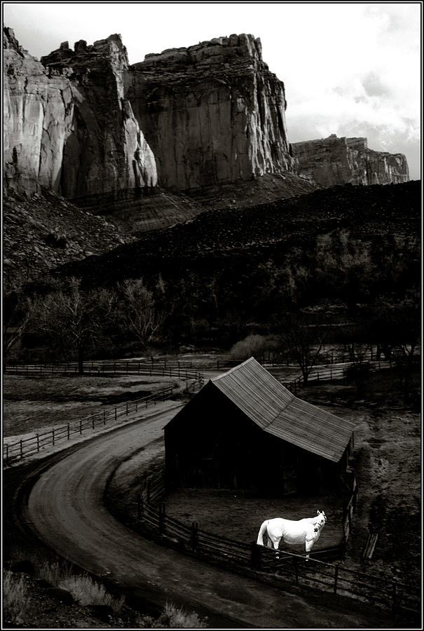 White Horse Monochrome in Canyonlands Photograph by Wayne King