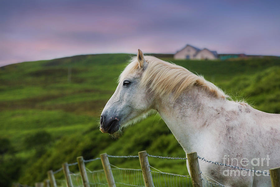 White Horse On Islay, Scotland Photograph