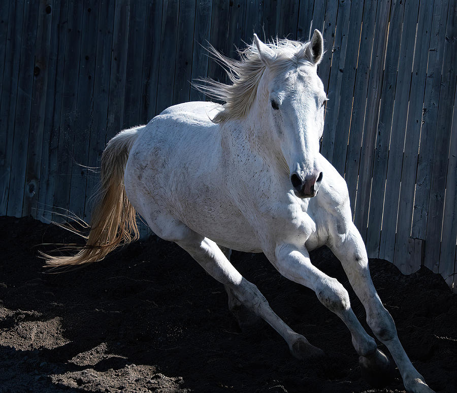 Horse Photograph - White Horse by Phil And Karen Rispin