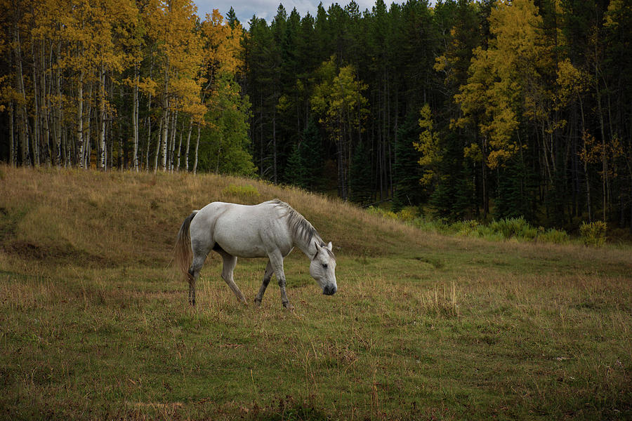 White Horse Roaming in Autumn Photograph by Angelito De Jesus